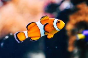 抖音欧洲杯直播平台，实时观看全球盛事的利器抖音欧洲杯直播平台